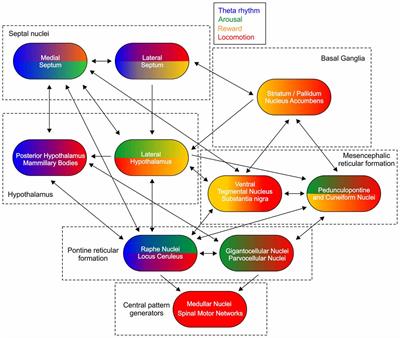 Speed and Oscillations: Medial Septum Integration of Attention and Navigation